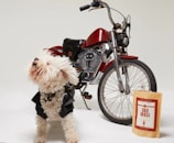 A small, fluffy dog wearing a black leather jacket stands confidently beside a retro-style motorcycle with a bold red gas tank and chrome details. In front of the motorcycle is a packet labeled 'Dad Grass'. The background is plain, enhancing the focus on the dog, motorcycle, and packaging.