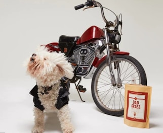 A small, fluffy dog wearing a black leather jacket stands confidently beside a retro-style motorcycle with a bold red gas tank and chrome details. In front of the motorcycle is a packet labeled 'Dad Grass'. The background is plain, enhancing the focus on the dog, motorcycle, and packaging.