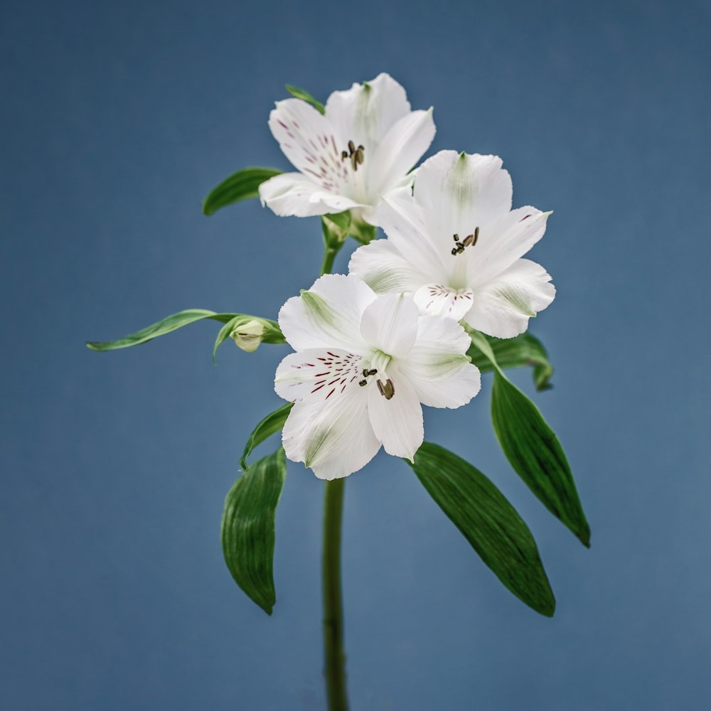 three white flowers with green leaves in a vase