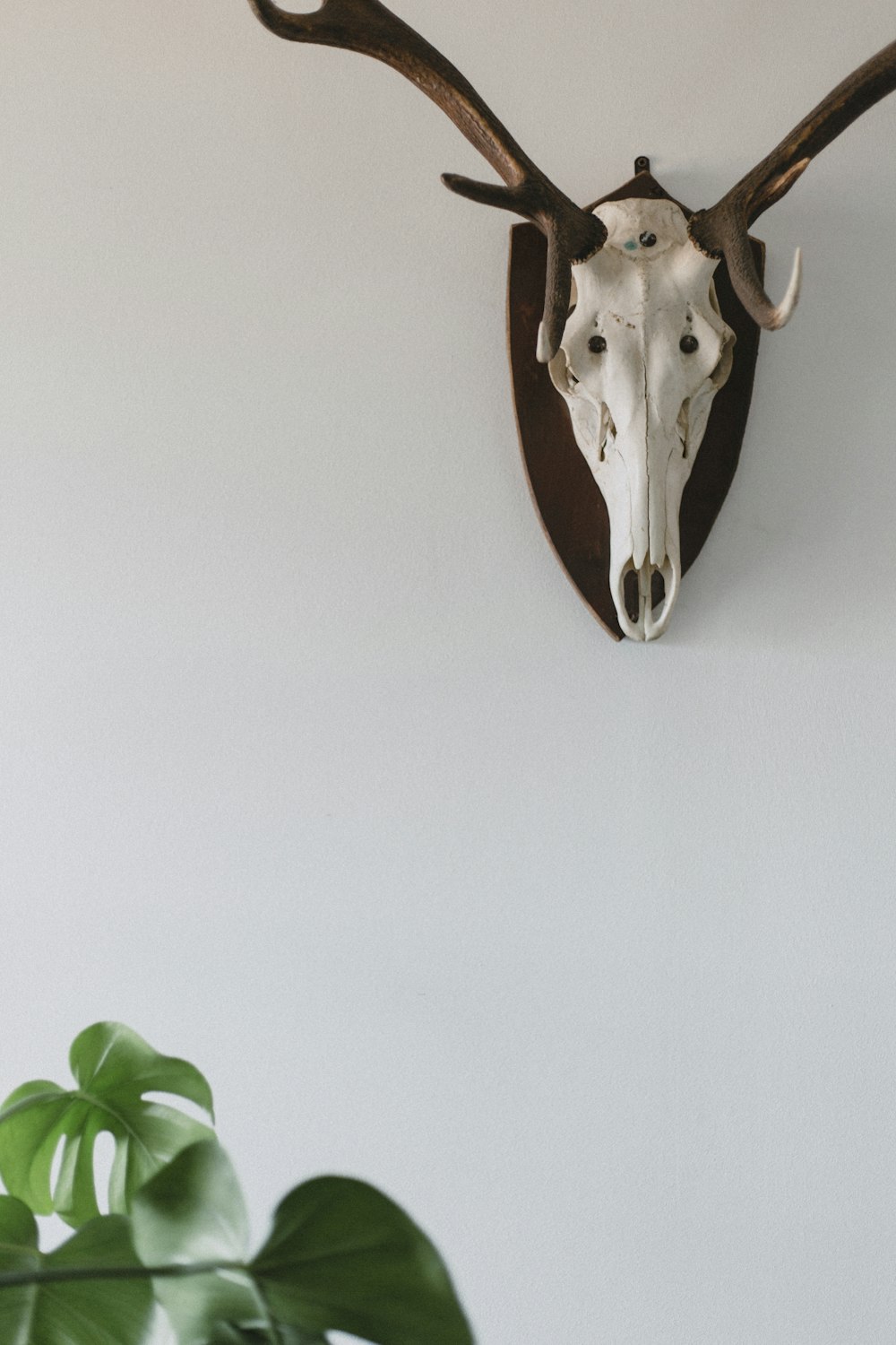 a deer's head mounted on a white wall