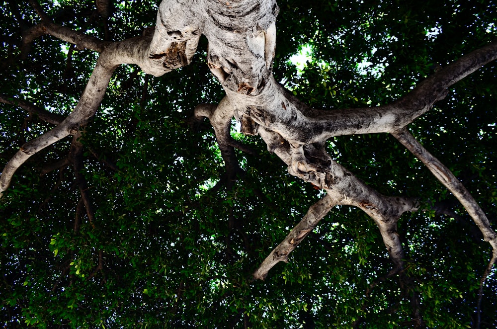 an owl sitting in a tree looking up at the sky