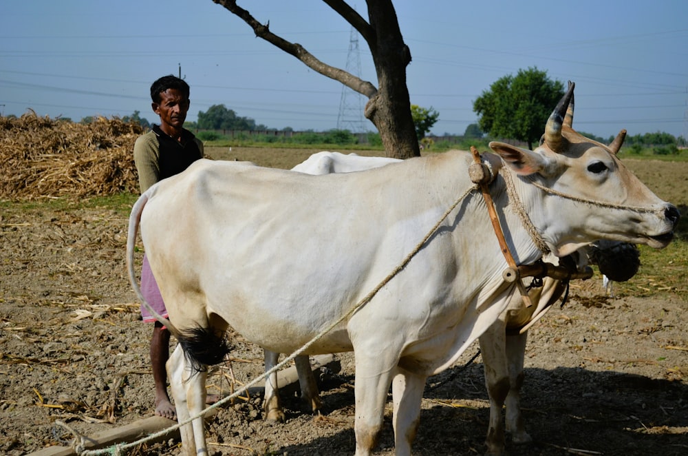 a man standing next to a white cow in a field