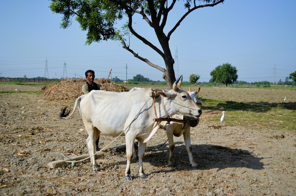 a man sitting on top of a white cow in a field