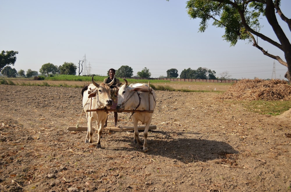 a man riding on the back of a brown and white cow