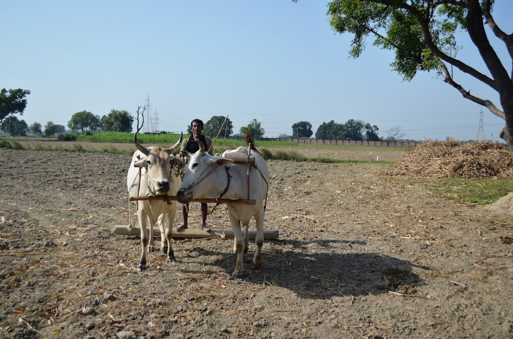 a woman riding on the back of a white oxen