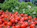 Close-up of fresh tomatoes and peppers freshly harvested from the farm.
