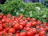 Close-up of fresh tomatoes and peppers freshly harvested from the farm.