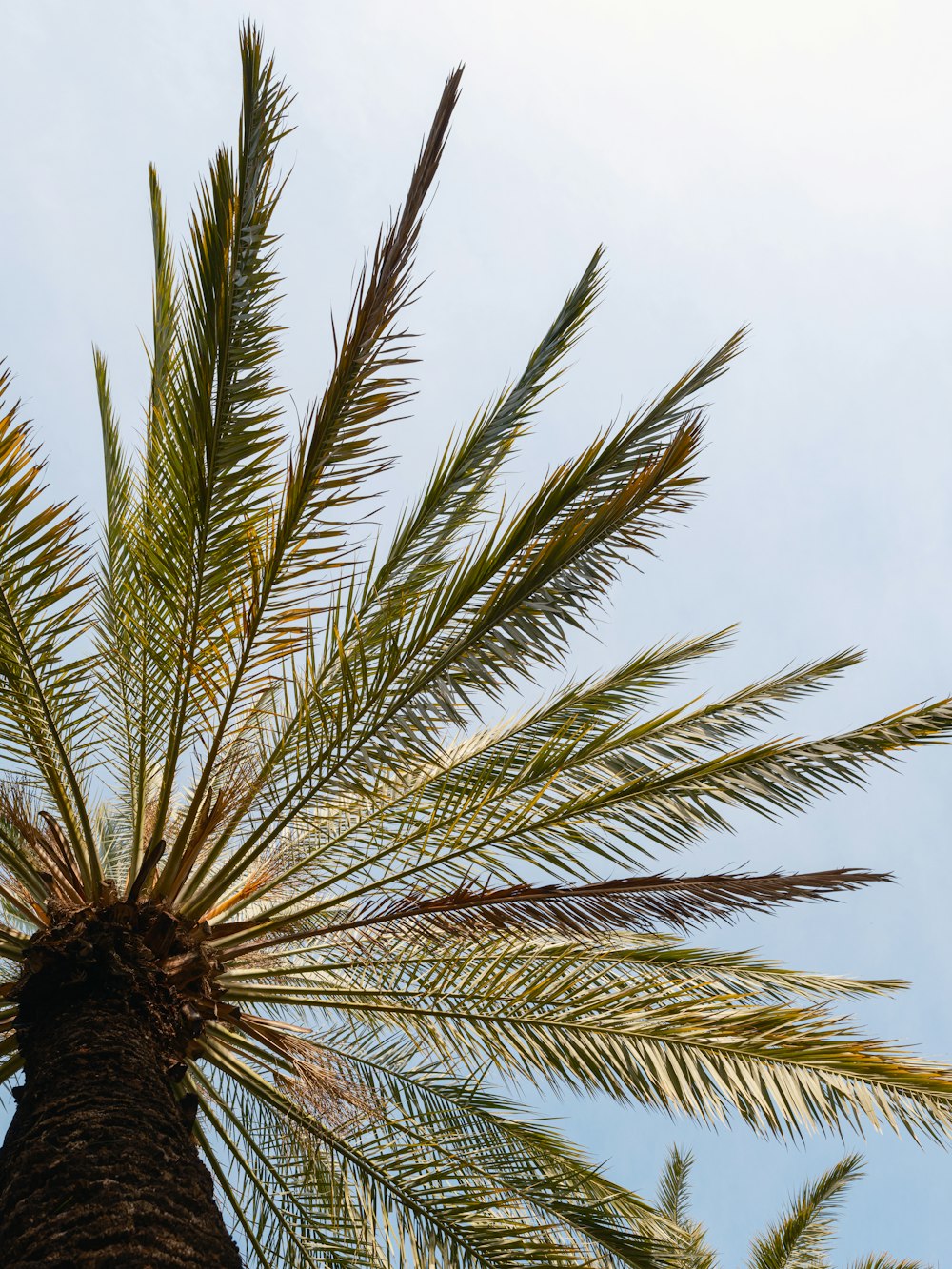 a palm tree with a blue sky in the background