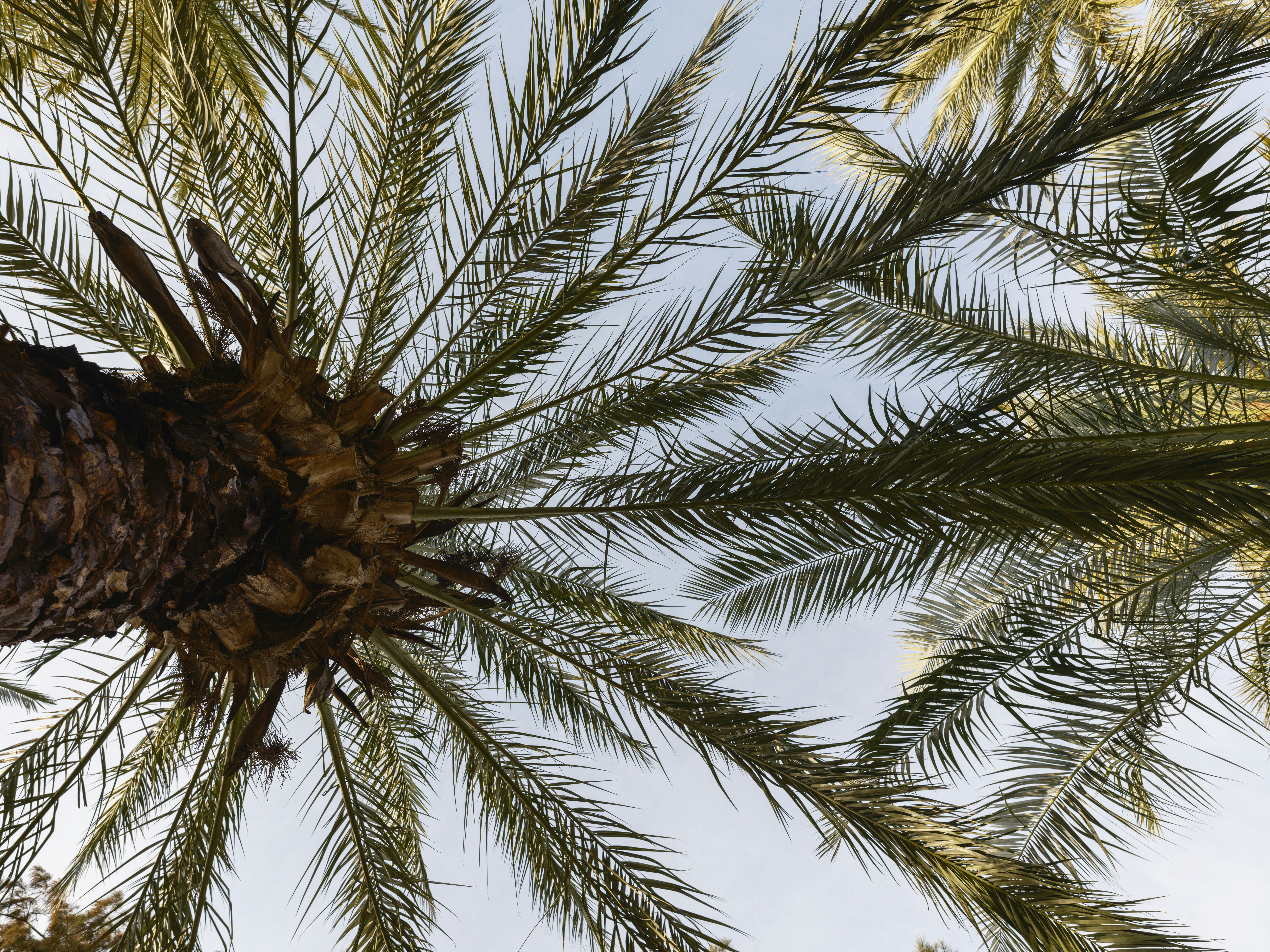 a close up of a palm tree with a blue sky in the background