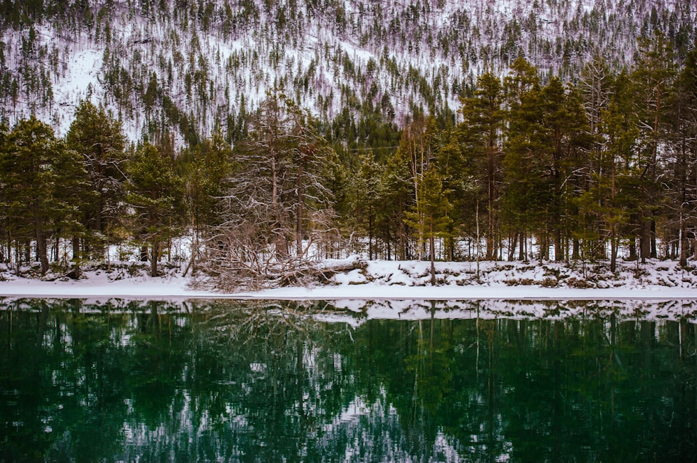 Un lago circondato da alberi e montagne innevate