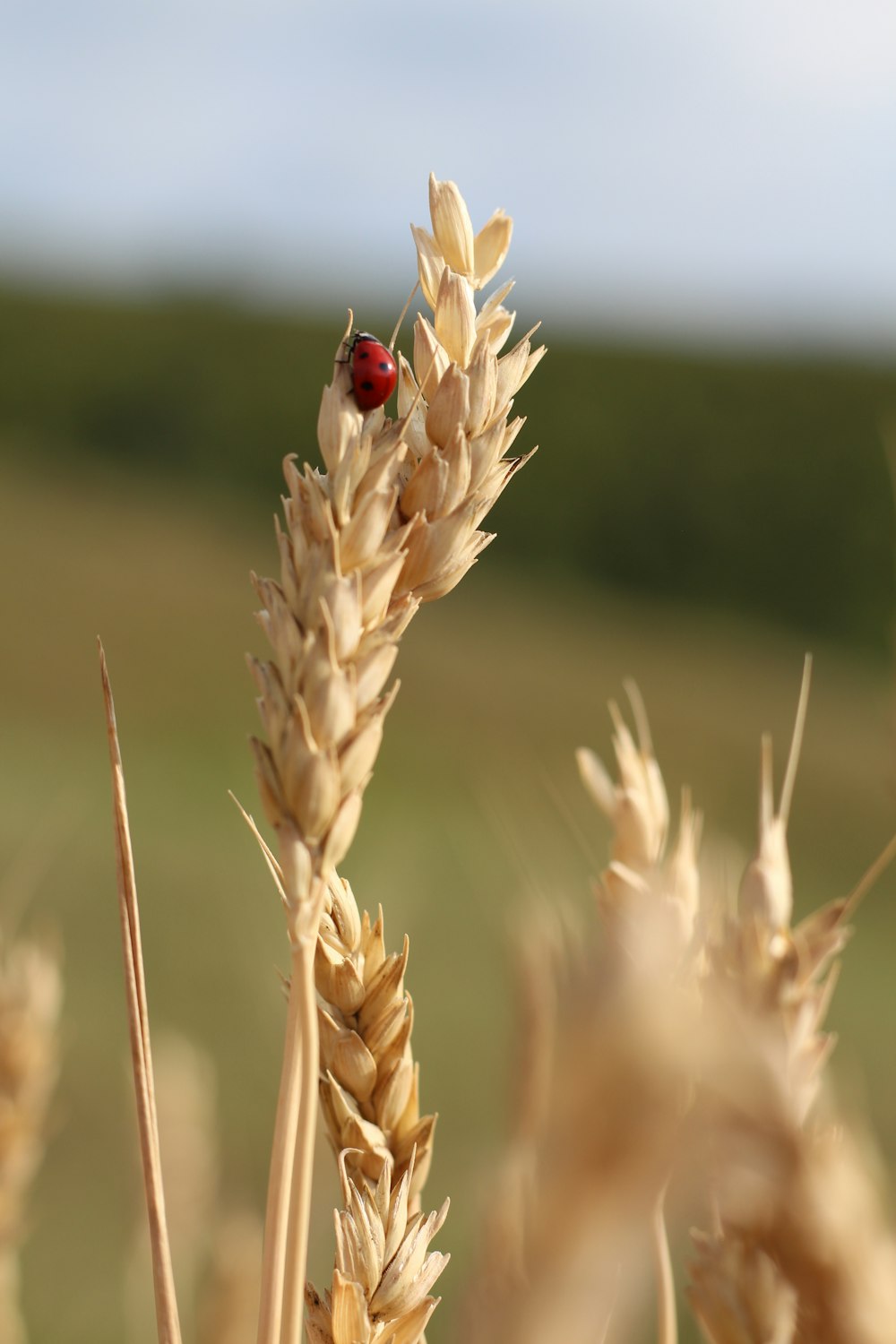 a ladybug sitting on top of a stalk of wheat