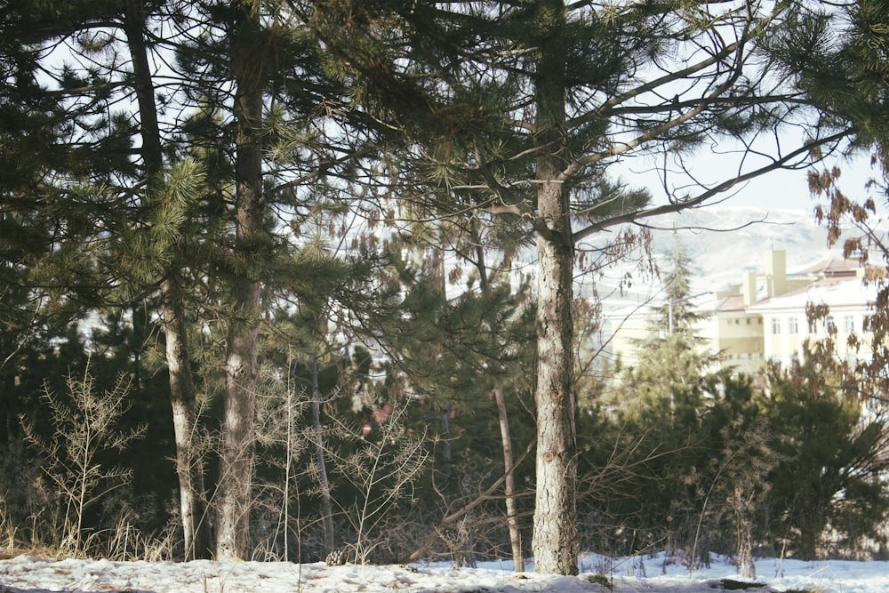 a snow covered field with trees and a building in the background