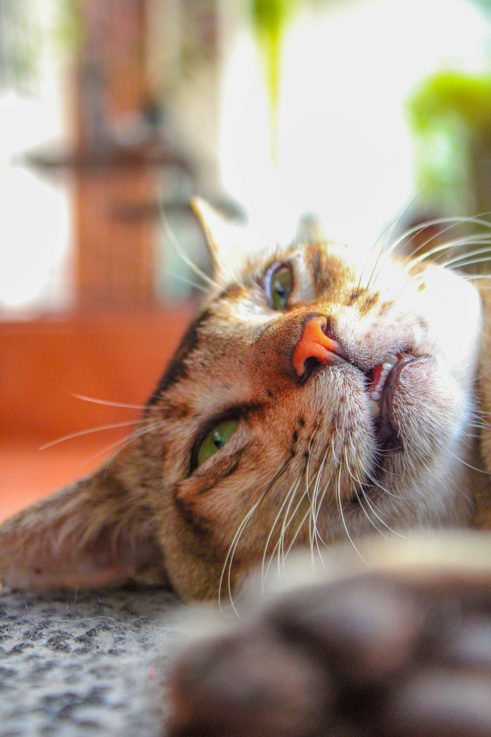 a close up of a cat laying on the ground