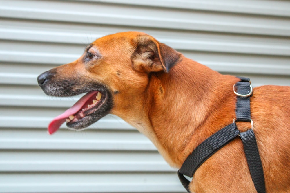 a close up of a dog with its tongue out