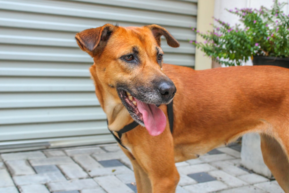 a large brown dog standing on top of a sidewalk