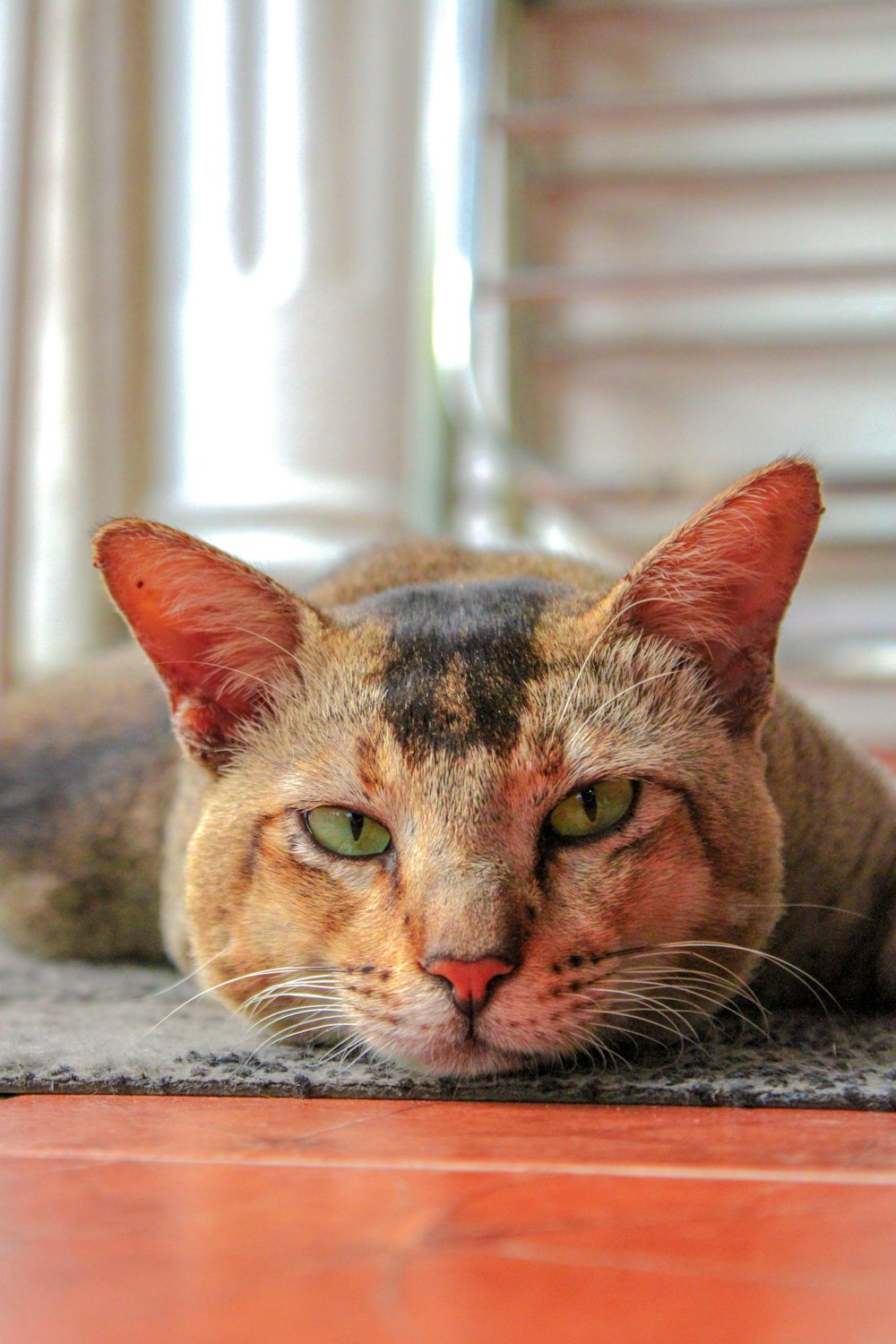 a close up of a cat laying on a floor