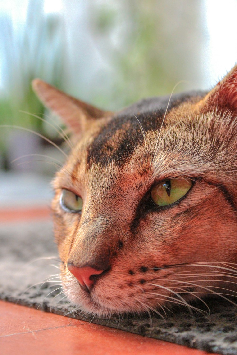 a close up of a cat laying on a table