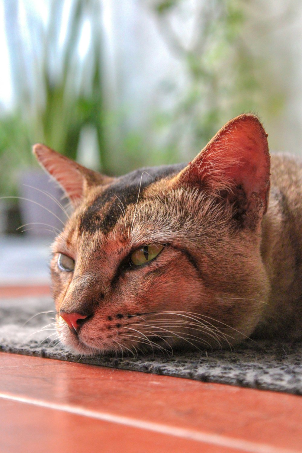 a close up of a cat laying on a floor