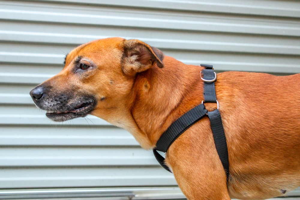 a brown dog with a black harness standing in front of a building