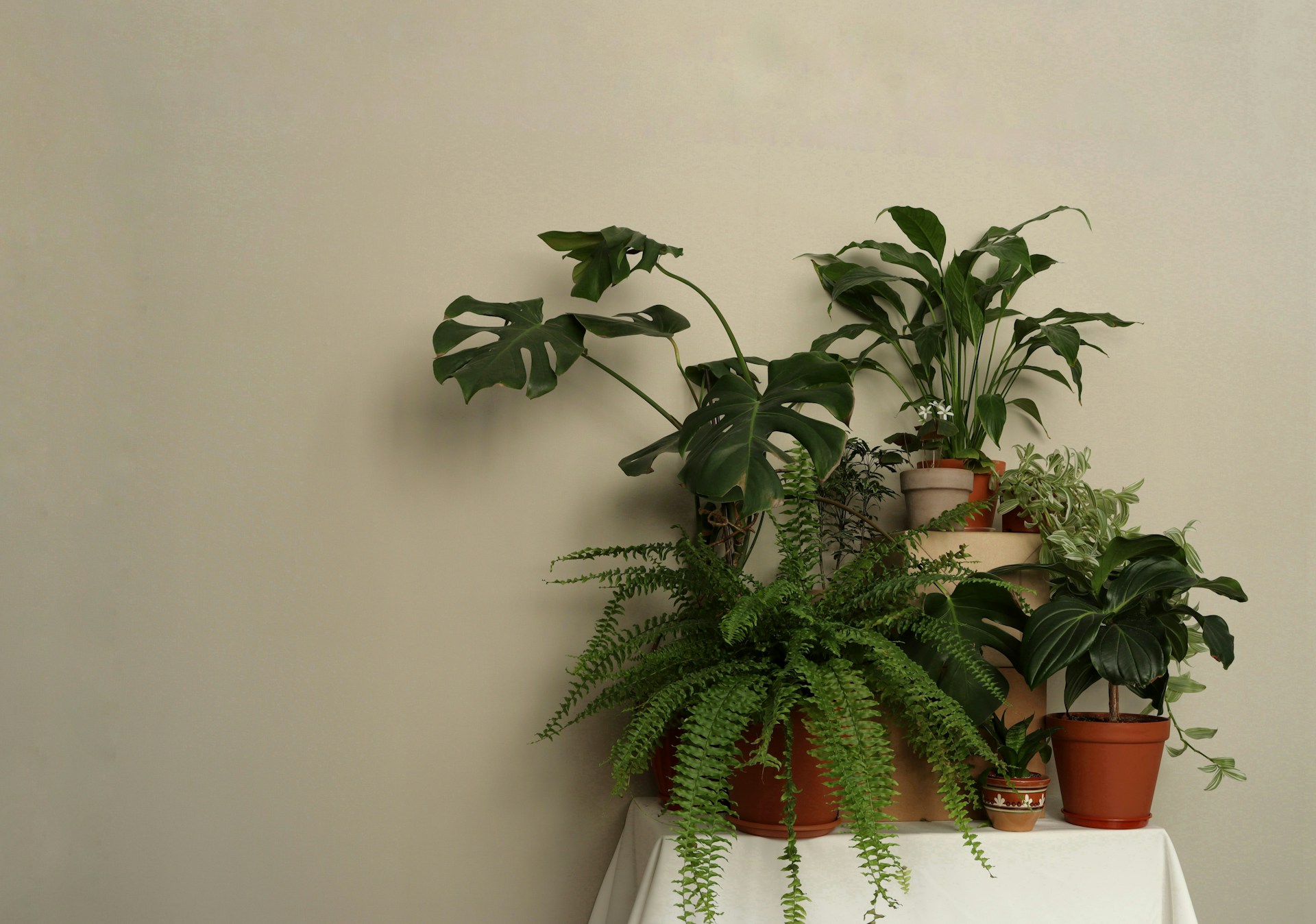 a white table topped with lots of potted plants