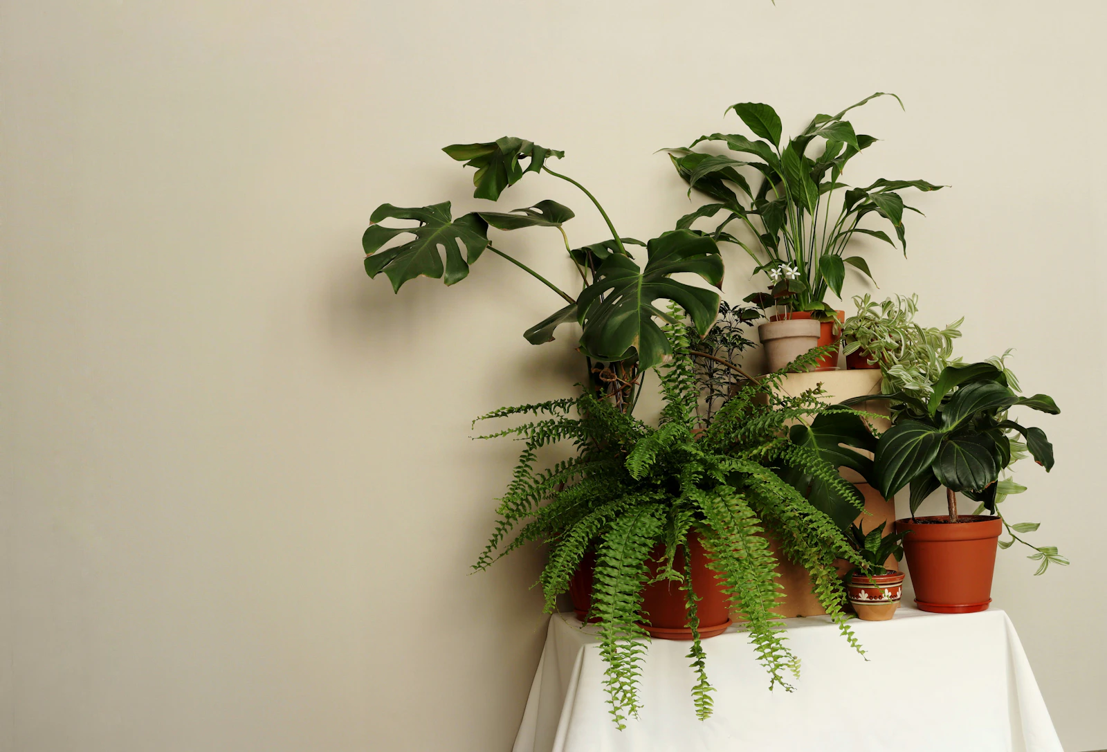 A white table topped with a dense cluster of potted houseplants — the classic pre-trip grouping that slows down drying