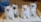 Four fluffy kittens with blue eyes sit closely together on a light-colored surface. They have soft, thick white and cream fur with some darker points on their faces and ears. The background includes a carpeted floor and some household items, adding a cozy indoor setting.