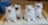 Four fluffy kittens with blue eyes sit closely together on a light-colored surface. They have soft, thick white and cream fur with some darker points on their faces and ears. The background includes a carpeted floor and some household items, adding a cozy indoor setting.