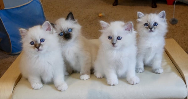Pearls Ragdoll Kittens