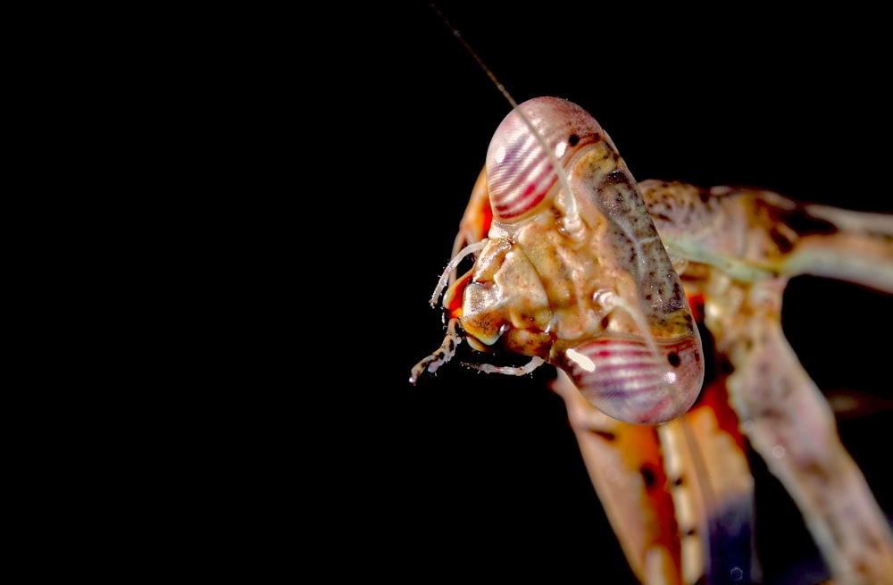 a close up of a grasshopper on a black background