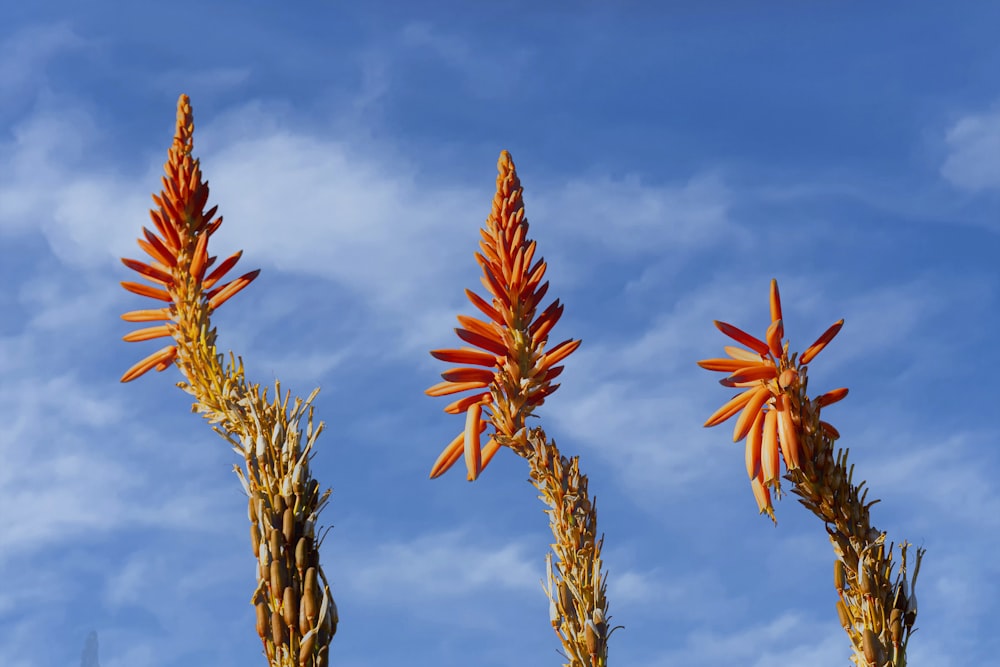 a close up of a flower on a plant