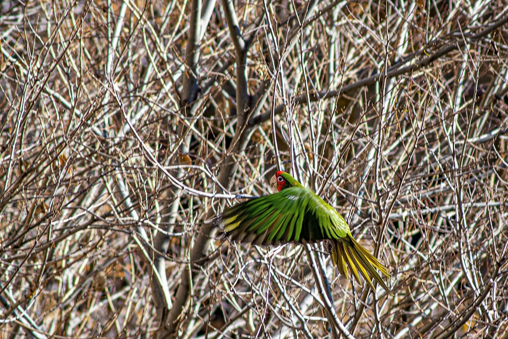 a green bird flying through a tree filled with leaves