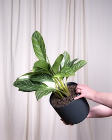 A hand is holding a potted plant with large, green leaves against a neutral-colored curtain background. The plant appears healthy with vibrant, glossy foliage.