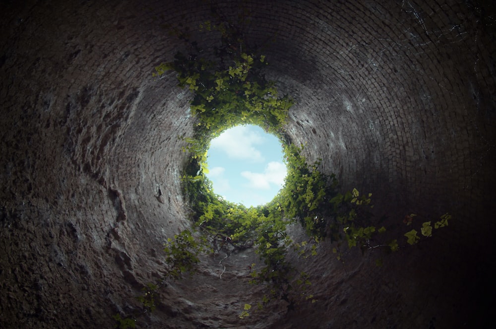 a circular hole in the ground with trees growing out of it