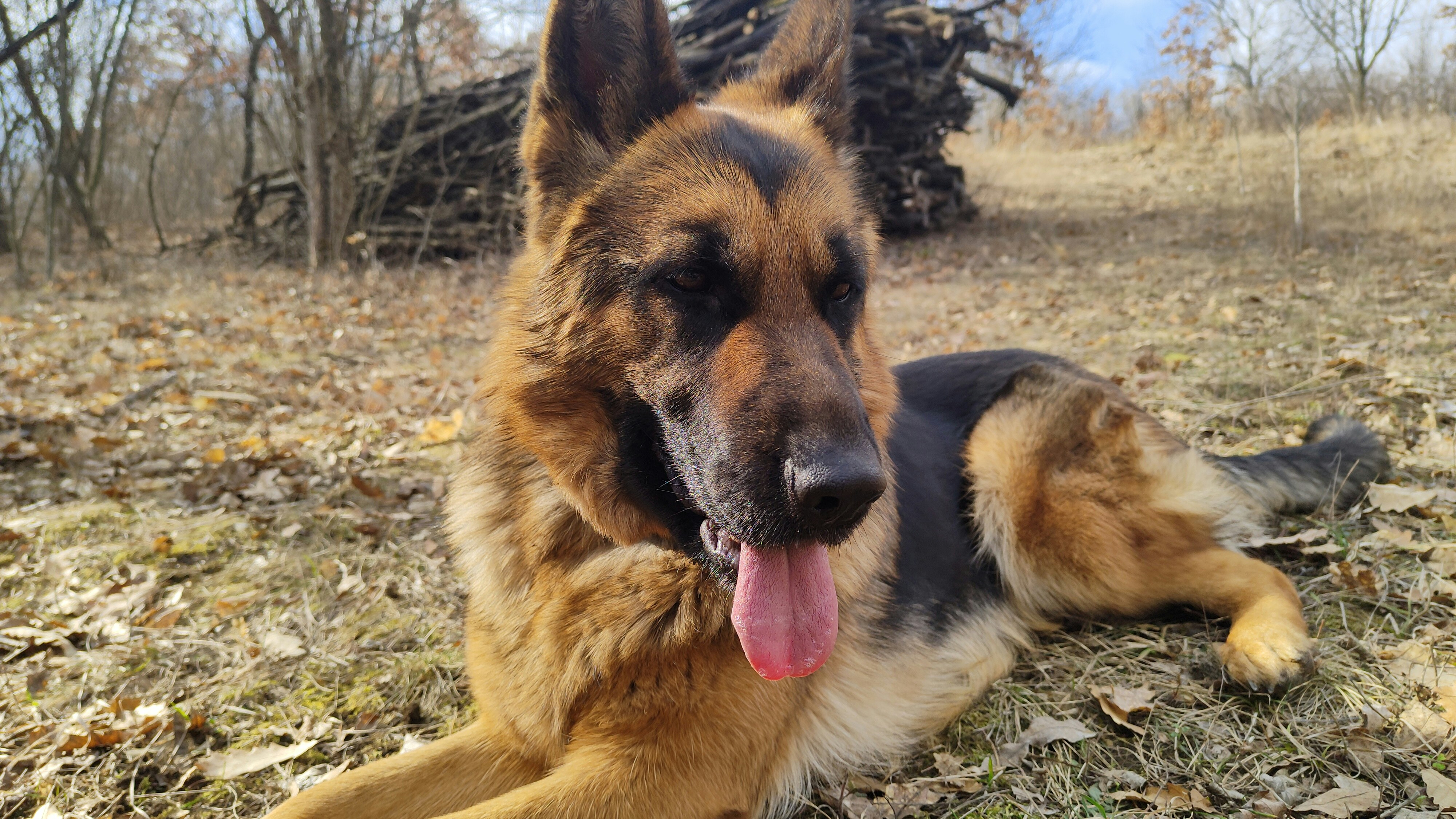 female german shepherd