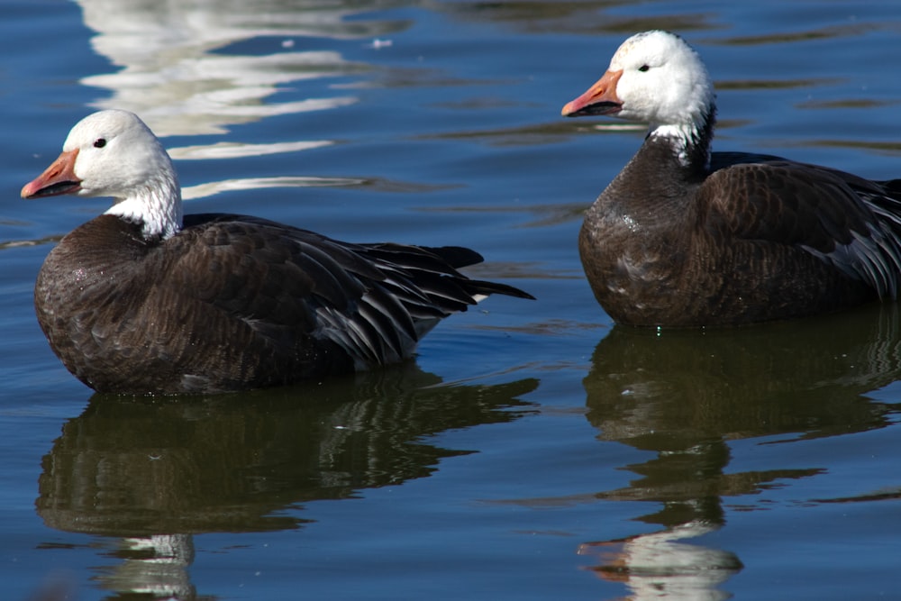 a couple of ducks floating on top of a lake