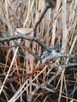 Close detail of natural elements intertwined with man-made objects, suggesting entanglement.