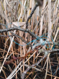 Close detail of natural elements intertwined with man-made objects, suggesting entanglement.
