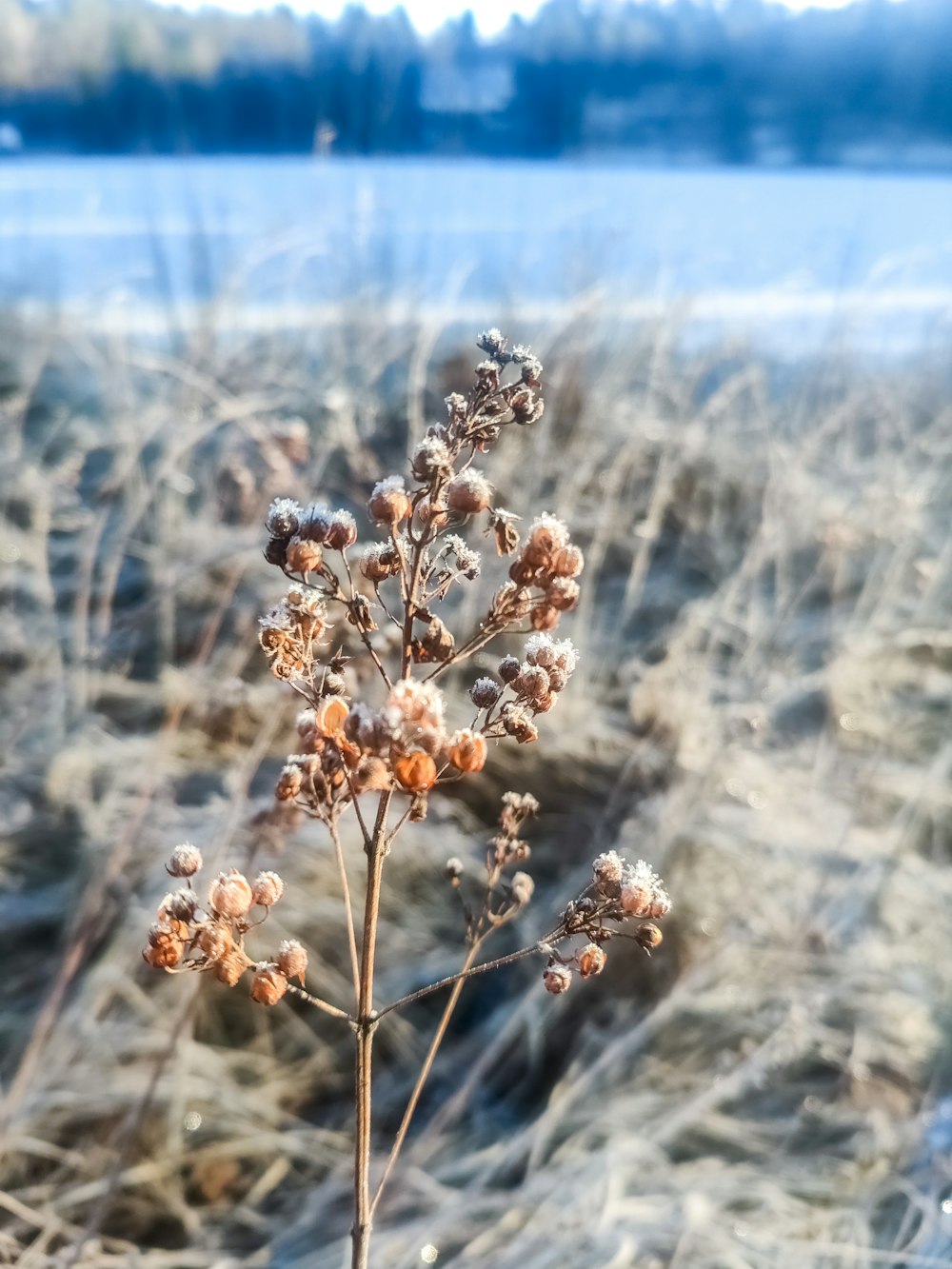 a small plant in the middle of a field