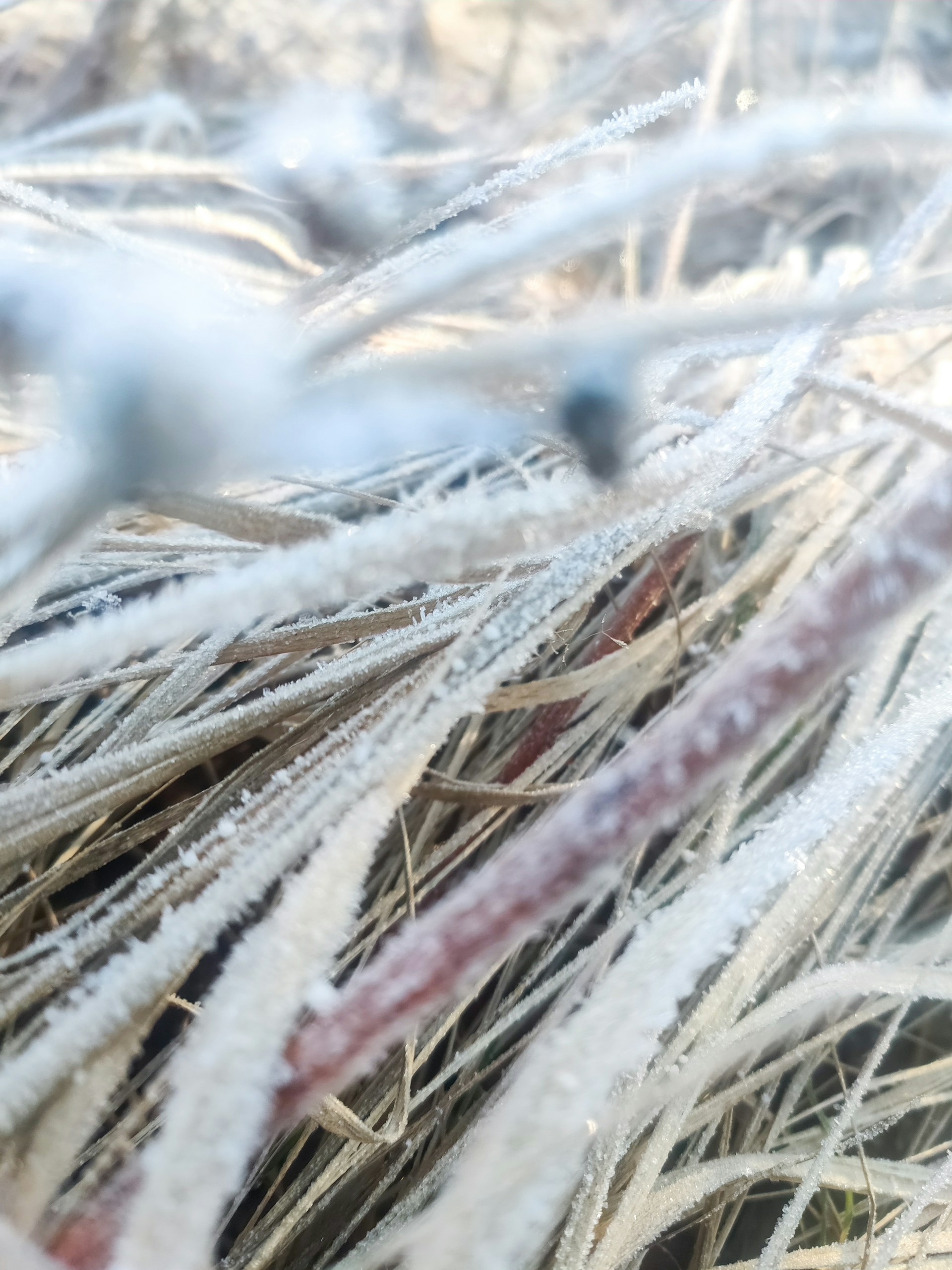 a close up of a bunch of frozen grass