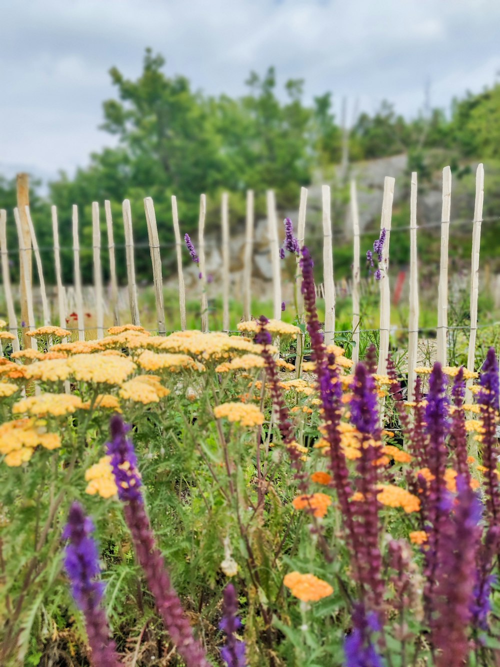 a bunch of flowers that are in the grass