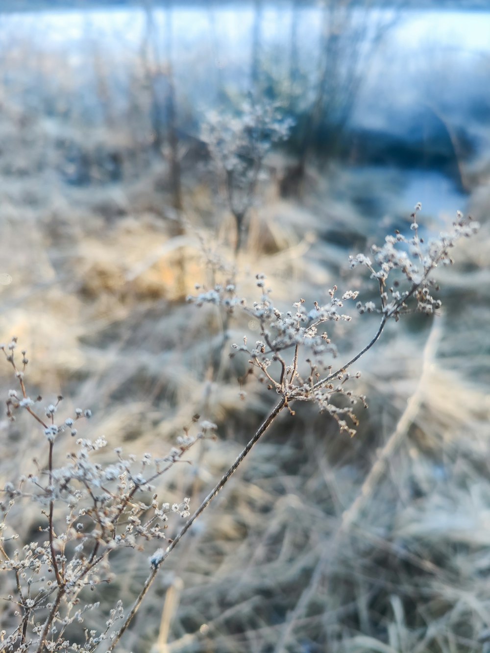 a close up of a plant with frost on it