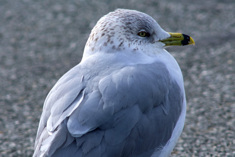 a close up of a bird with a yellow beak