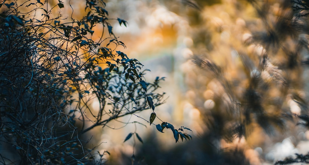 a close up of a tree branch with a blurry background