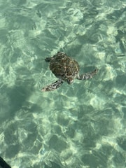 A sea turtle is swimming in clear, shallow water. The sunlight creates patterns on the sandy bottom, and the turtle's shell and flippers are visible through the water.