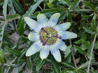 A close-up view of a passion flower with delicate white petals and intricate purple and blue filaments radiating from the center. The flower is surrounded by lush green leaves, creating a vibrant contrast with the soft colors of the bloom.