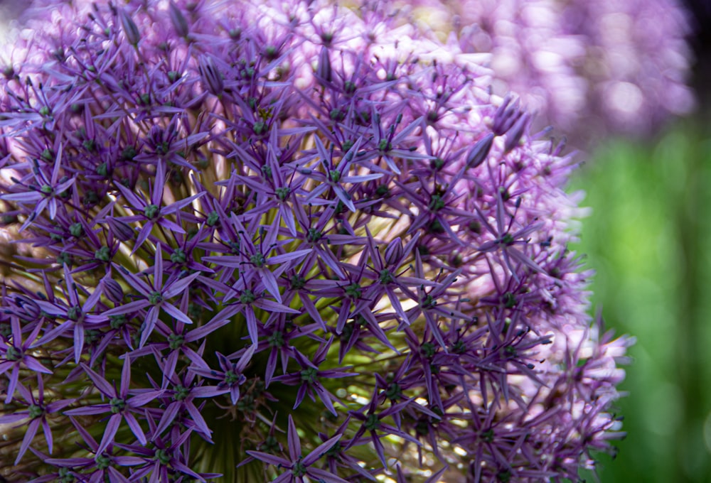 a close up of a purple flower in a field