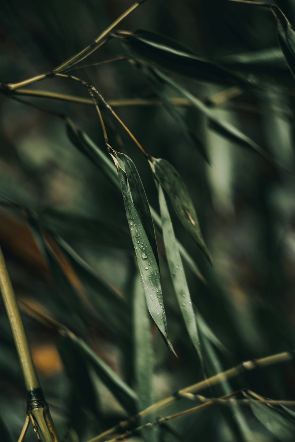 a close up of a plant with leaves