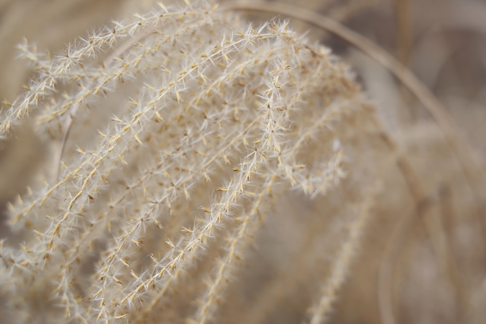 a close up of a plant with white flowers