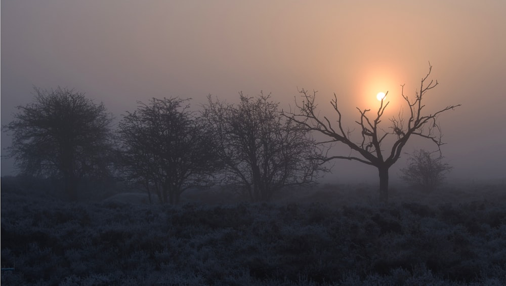 a foggy field with trees and a sun in the distance