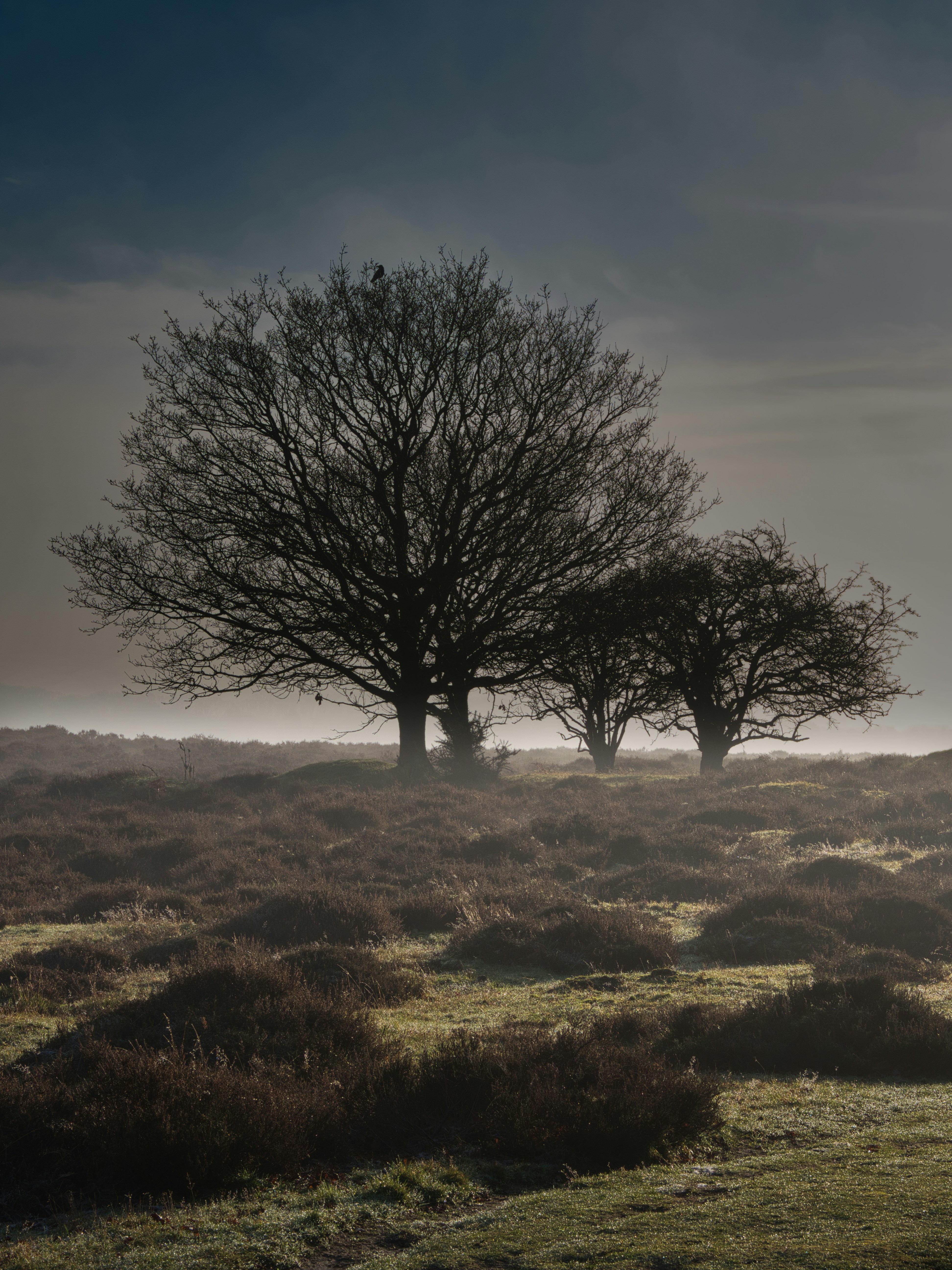 Photo by bobfrewin
